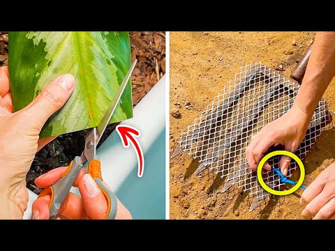 ¡Trucos de jardinería imprescindibles que todos los amantes de las plantas adorarán! 🌸🪴