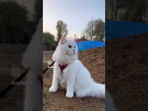 Köyden indim şehire KEDİ#keşfet #automobile #funny #memes