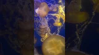 ❤️ AQUARIUM of the PACIFIC ❤️