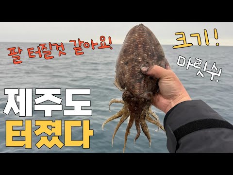 드디어 터졌습니다!제주도 수심 90m에서 올라오는 초대형 갑오징어 때문에  난리났다! 지금 달리세요!