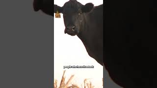 Resilient Farms Do This To Survive Drought