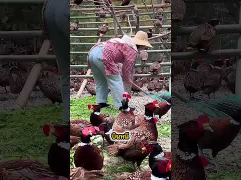 ศัตรูพืชด้วยไก่ฟ้า