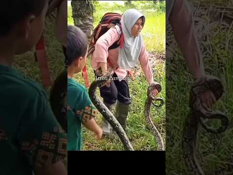 piton melilit  saat akan di lepaskan #snake #ularbesar #animals