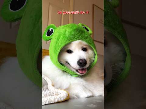 A very busy day in Shiro’s life #funny #puppy #cute #tiktok #dog #dogshorts song:theholdernessfamily
