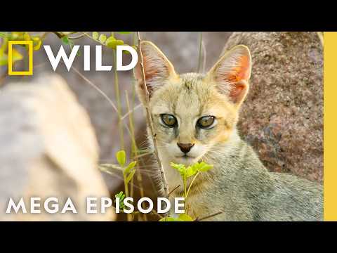 Wild Cats of India: Kingdom of Felines | MEGA EPISODE | Nat Geo Animals