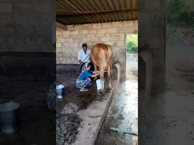 Buy Ghee with Video Proof - Order #362 Ghee Making Video