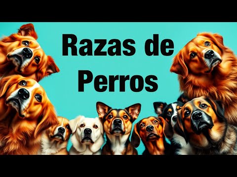 EPICO !TODAS LA RAZAS DE PERROS EN ORDEN ALFABETICO #perros #razasdeperros #rap