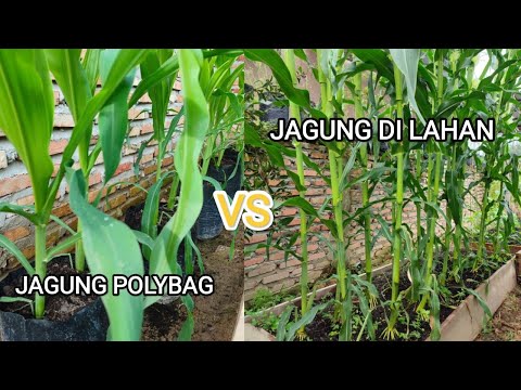 Perbandingan tanaman jagung polybag dan di lahan