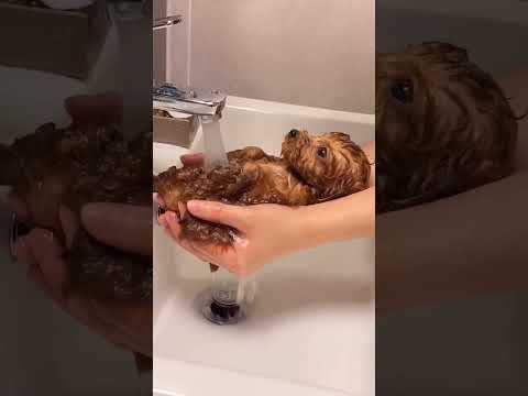 Как же ОНИ очаровывают 😍 #shorts