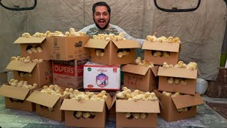 Only Shamo Aseel Chicks Hatching 🐣 Chicken Farming At Home, Murgi Farm, Hsn Entertainment 