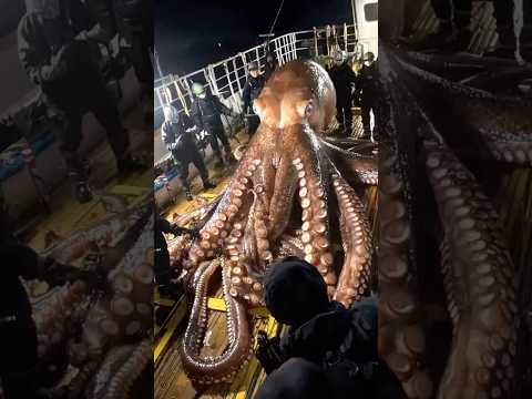 Top 10 Deadliest Animals of the Ocean 🌊