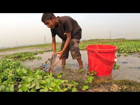 Traditional Boy Hand Fishing Video|