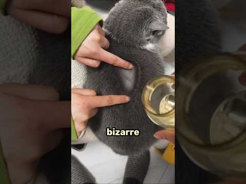 This cat's fur does something crazy when it gets wet #viralvideo