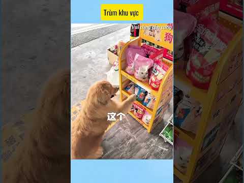 trùm khu vực # vui cùng cún cưng