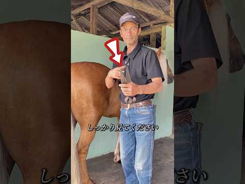 少年は二か月の間、馬を見に行かずに、馬の毛を切ってあげました。🤯