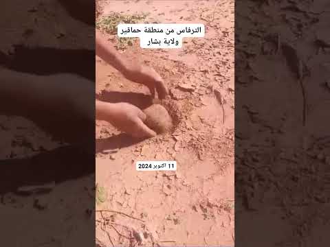 الجزائر : الترفاس ( الكمأ )  من منطقة حماقير بولاية #بشار #الفقع #ترفاس السعودية ليبيا المغرب مصر
