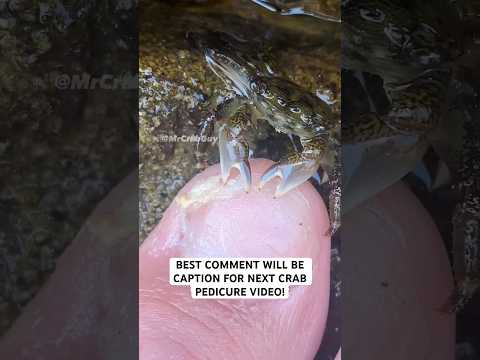 #crab #asmr #viralshorts #shorts