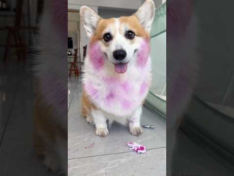 The dog was made more beautiful than before #shortsvideo