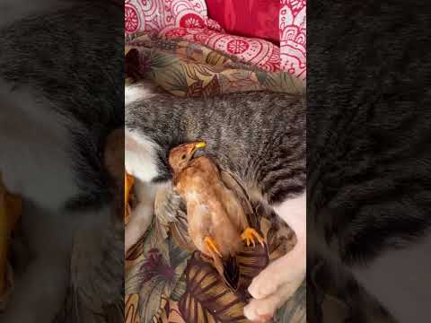Vejam casal de Garnizé dormindo de chupeta 