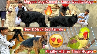 Sabhi Top Quality Dog Kennel Par Gye🐶New ZBlack Gsd Puppy Lena😍Peor White Gsd🔥|| Mitthu Thek Hogya🦜 