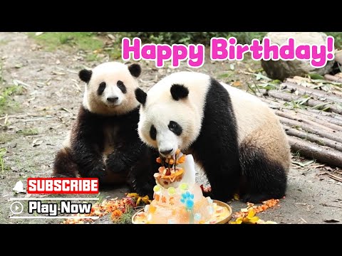 They Grew Up So Fast! Best Moments Of He Hua & He Ye! | iPanda