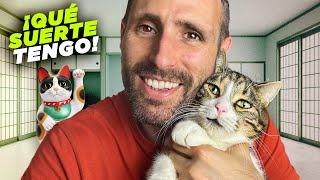 Los GATOS ATRAEN la BUENA SUERTE 🍀🐈✨