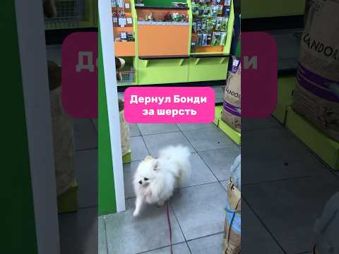 Детям до 5 лет не разрешаю гладить собаку. Часть 1 #бонди #собака