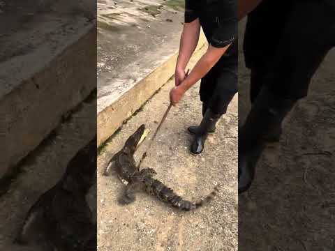Pound Of small crocodile 🐊 #trending #viralvideo #crocodile #crocodilefarm #funnypet #fyp