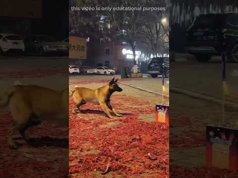 Lightning a firework next to a dog #viralvideo #shortvideo