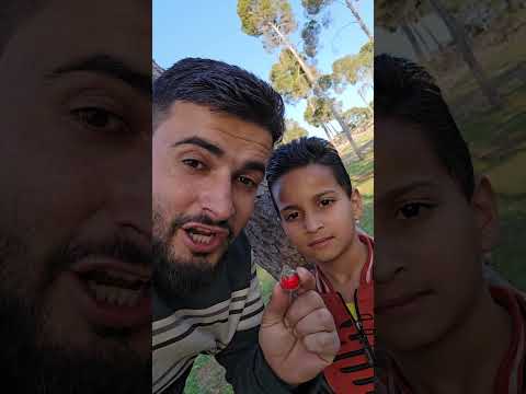صار تمساح كبير كتير