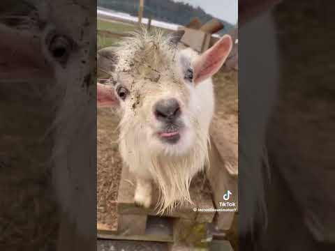 Fainting goats 🐐