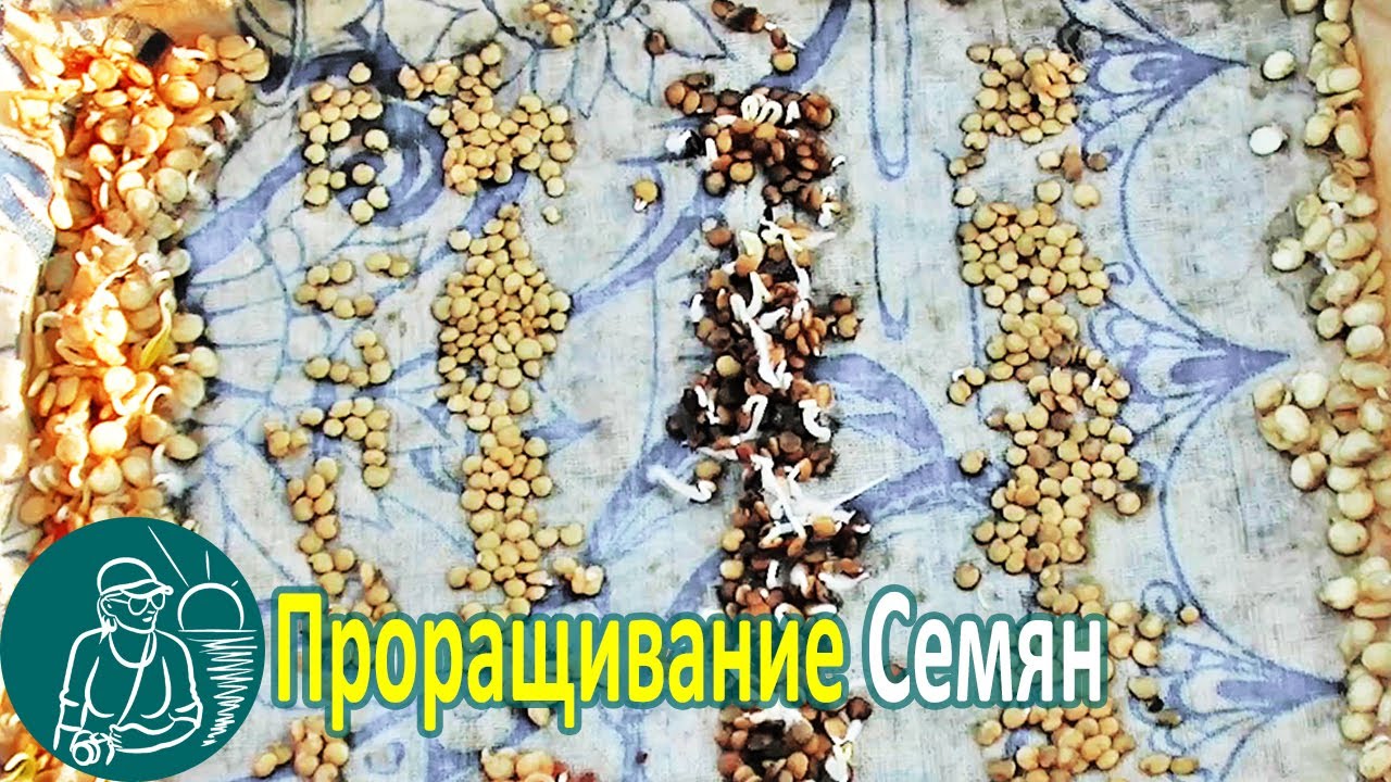 Выращивание рассады как проверить всхожесть семян по технологии гордеевых