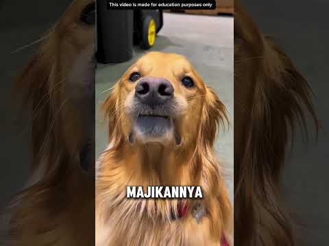 Anjingnya balas dendam kepada majikannya #videoviral #ngakak #anjinglucu