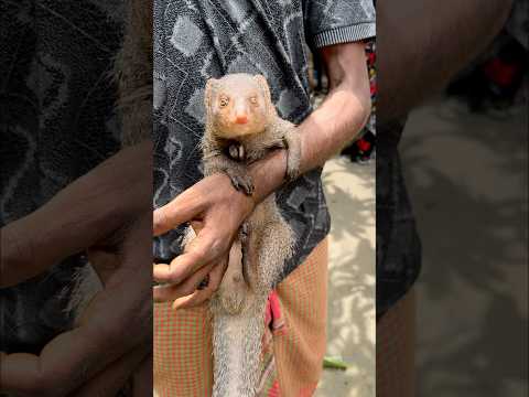 অদ্ভুত এই প্রাণীকেও পোষ মানানো সম্ভব😱 #viral #animals #shorts