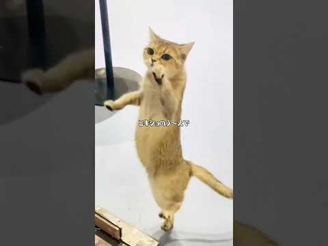 キショいが口癖のネコ