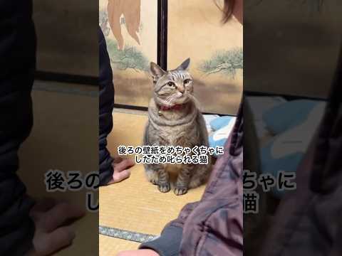 後ろの扉の壁紙をめちゃくちゃにし、さらに毎日脱走してる上、餌の時間の1時間前から泣き狂う猫が母に怒られるだけの動画 #ぬこ #猫 #ねこ #猫のいる暮らし #ねこのきもち