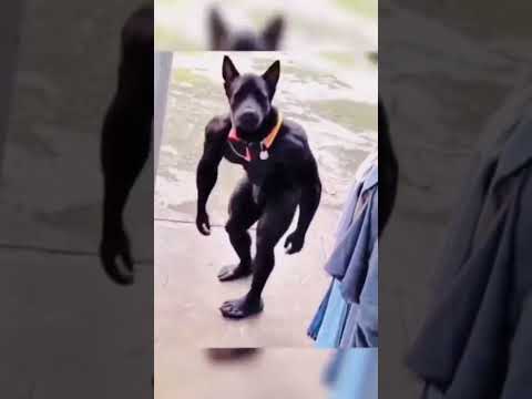 Tommy is very naughty 😜 😉 #comedy #funny