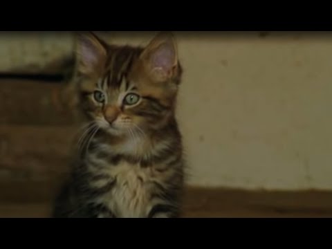 Cute Killer Kittens BBC Earth