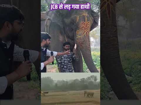 Jcb рд╕реЗ рд▓реЬ рдЧрдпрд╛ рд╣рд╛рдереА | #shorts #viralvideo #real #shortsvideos