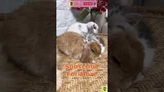 Lovely Kitten & it's Duck and Rabbit Friend 🤣 | CUTE ANIMAL → PART 10 #shortsfeed #shorts  #cute