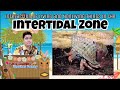 Understanding Intertidal Zones and Tides