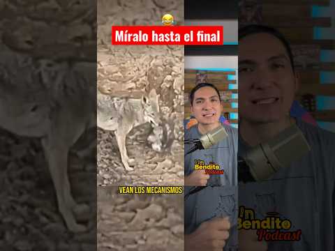 Zarigüeya vs Coyote #curiosidades #animales #podcast