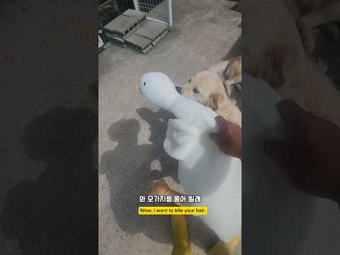 성질난 와이프가 가져오는것은? #남해 #몽실이 #뽀끄미 #인형 #전기자전거 #선물