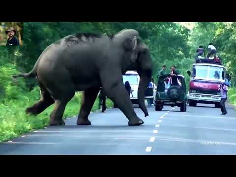 Elephant Chasing   | রাস্তায় হাতির তাড়া করার আচরণ |  सड़क पर हाथी का पीछा करते हुए व्यवहार |