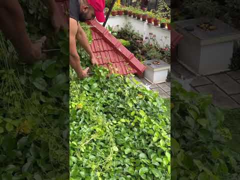 Part 2 | വീട്ടിലെ catsclaw #jishnuuthaman #garden #keralagarden