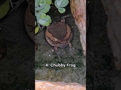 Top 7 scariest animal sounds