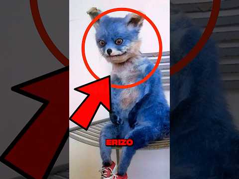 Sabías que Sonic fue un Humano..