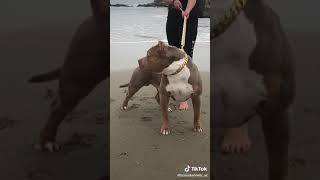 Xl size american bully