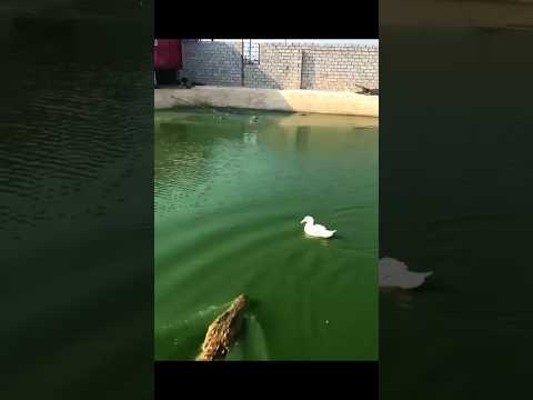 Will this duck survive? #shorts