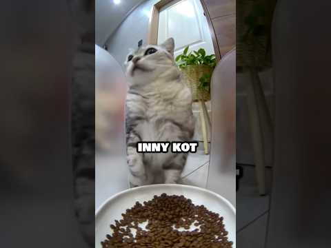 😎TEN KOT JEST NAPRAWDĘ POMYSŁOWY